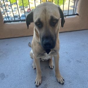 Meet your Posher, Joseph